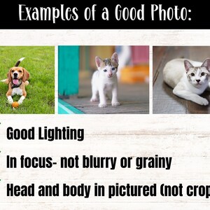 May include: Three examples of good pet photos. The first photo shows a beagle dog sitting on green grass. The second photo shows a white kitten standing on a wooden floor. The third photo shows a white and brown cat lying on a wooden floor. All three photos are well-lit, in focus, and show the entire animal.