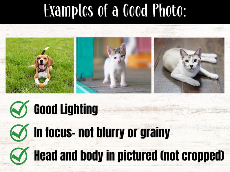 May include: Three examples of good pet photos. The first photo shows a beagle dog sitting on green grass. The second photo shows a white kitten standing on a wooden floor. The third photo shows a white and brown cat lying on a wooden floor. All three photos are well-lit, in focus, and show the entire animal.