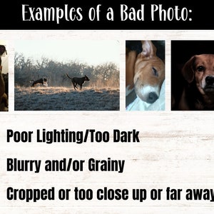 May include: Four examples of bad photos of dogs. The first photo is too dark and the dog is cropped. The second photo is blurry and the dogs are too far away. The third photo is blurry and the dog is cropped. The fourth photo is too dark and the dog is cropped.