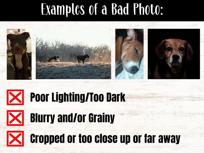 May include: Four examples of bad photos of dogs. The first photo is too dark and the dog is cropped. The second photo is blurry and the dogs are too far away. The third photo is blurry and the dog is cropped. The fourth photo is too dark and the dog is cropped.