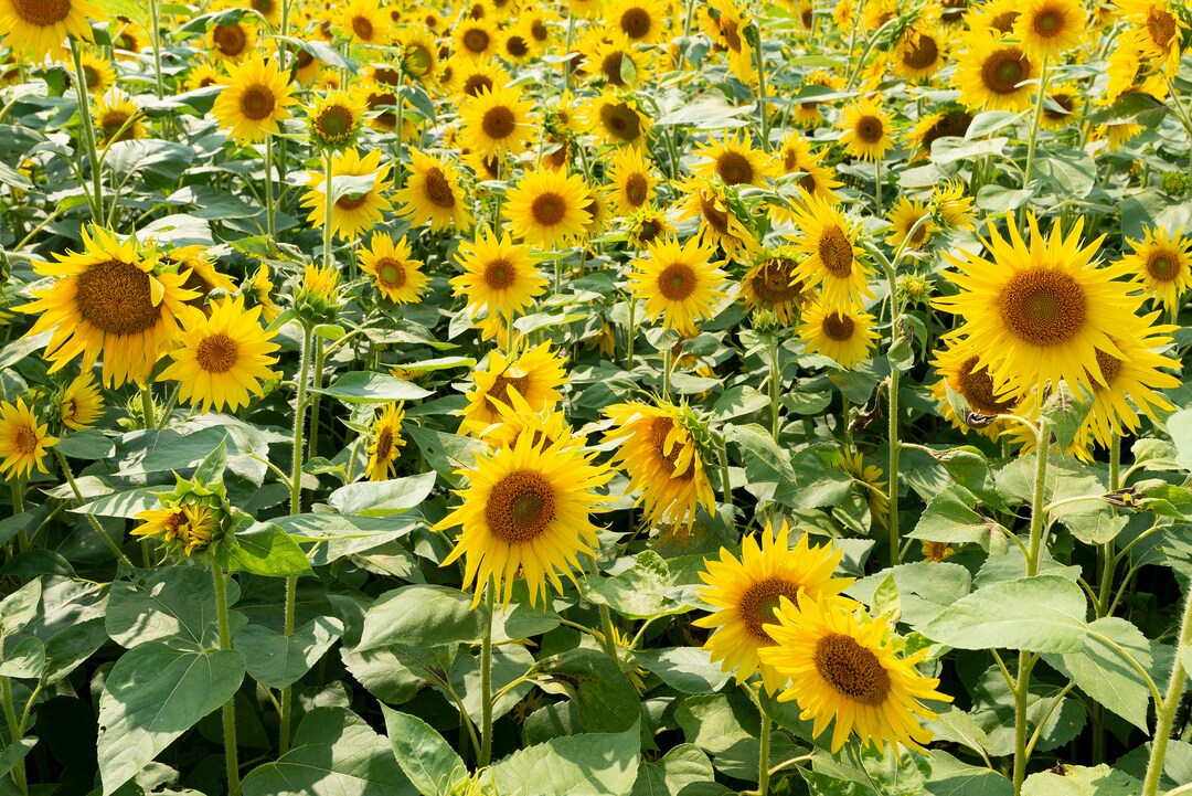 Sunflower Wall Art Sunflower Wall Decor Sunflower Canvas Sunflower