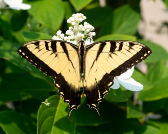 Butterfly Print, Western Tiger Swallowtail Butterfly on white Bush Wall Art , Nature Photo, Butterfly Wall Art, Ron Graddy Photo