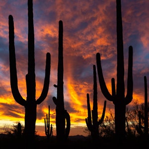 Saguaro's Sunset Saguaro National Park West, Arizona Desert Wall Art, Saguaro Sunset Print, Arizona Landscape Canvas, by Ron Graddy Photo