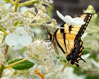 Butterfly Print, Western Tiger Swallowtail Butterfly on white Bush Wall Art , Nature Photo, Butterfly Wall Art,