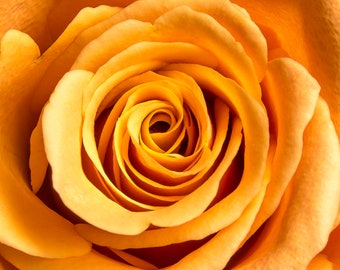 Yellow rose Canvas Print, yellow rose Home Decor, rose wall art,nature, flower, wall art canvas,wall decoration,Yellow rose Art canvas print