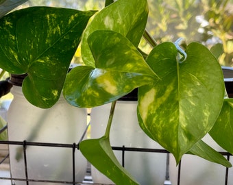 Golden Pothos- Cutting