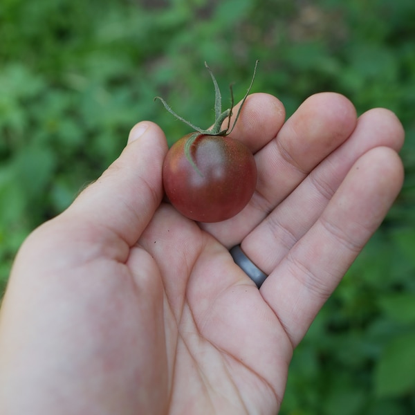 Black Cherry Tomato Seeds - 25 Organic Heirloom Seeds
