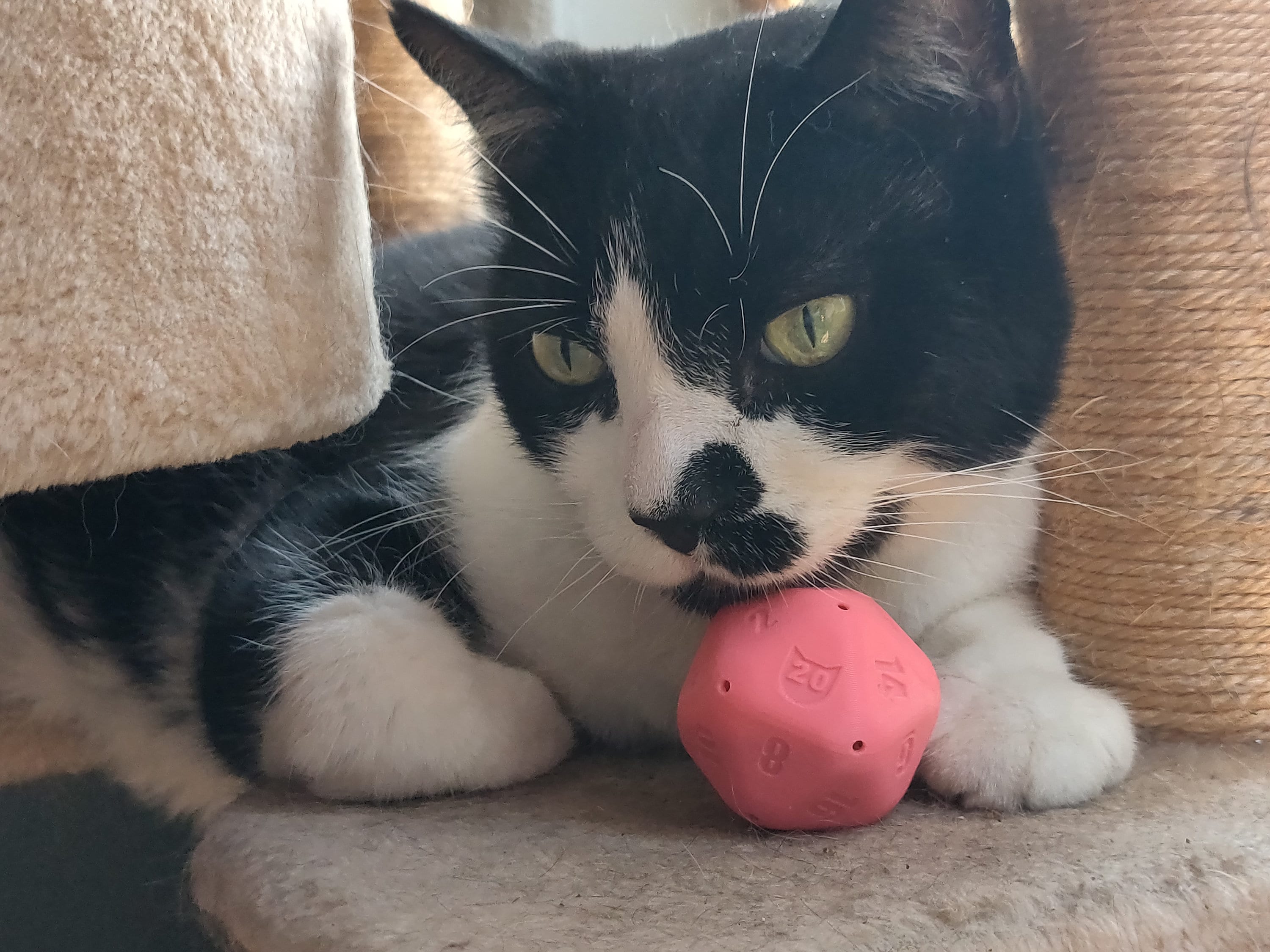 D20 cat toy hotsell