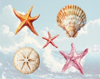 May include: A collection of seashells and starfish on a blue and white background. The seashells are a light brown color with a white interior. The starfish are orange, red, and pink.