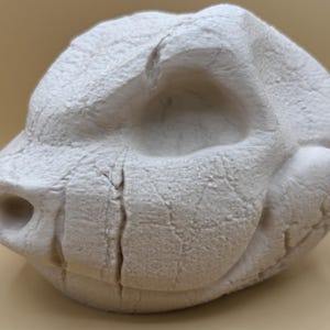 Large Blastoise Skull