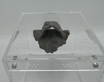 Magnetic Cave Jumping Spider Hide/ ledge *Built In Magnet*