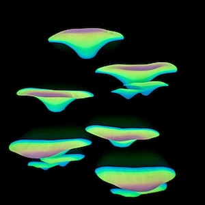 Magnetic rainbow “glow” mushroom ledge *Built In Magnet*