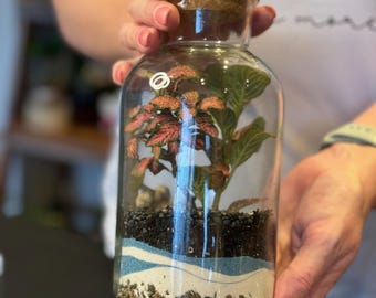 Puede incluir: Un terrario de vidrio transparente con tapa de corcho. El terrario contiene una pequeña planta con hojas rojas y verdes, tierra negra, arena blanca y arena azul.