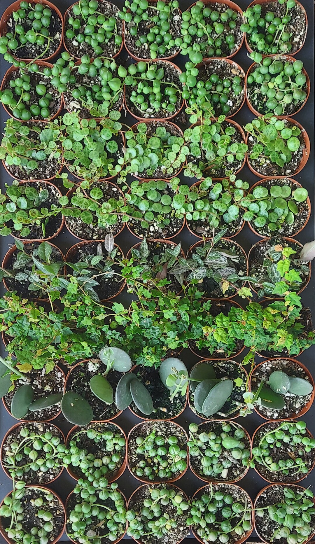 Strings Plants Bundle 2 Pot, Live Assorted Strings of Things, Fairy