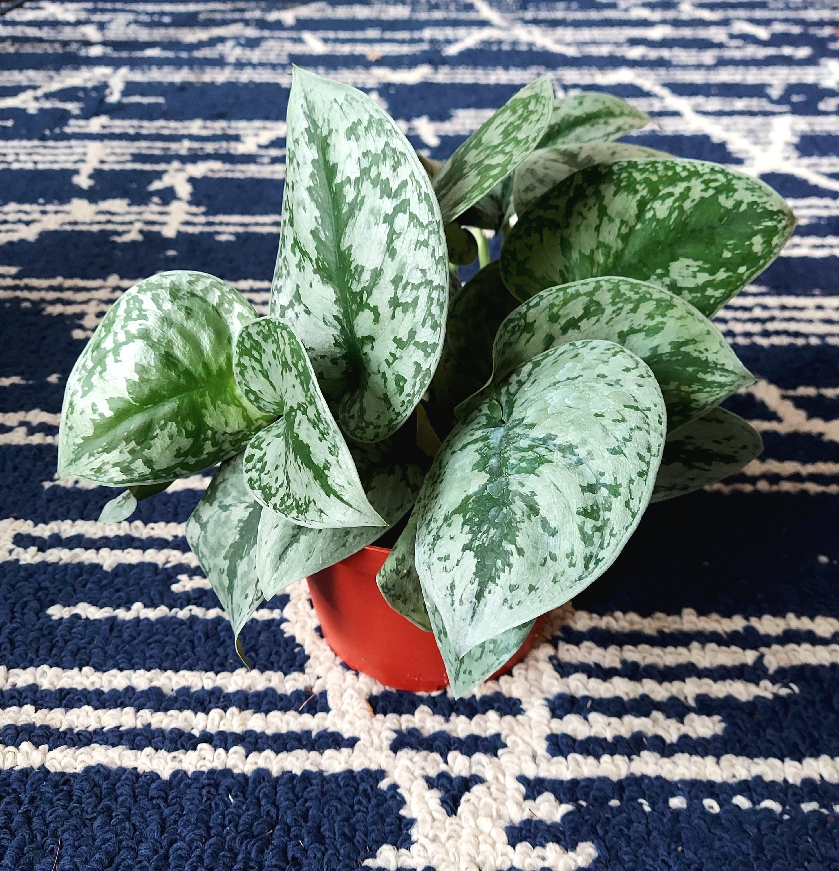 Scindapsus Pictus 'Exotica' Pothos – Bumble Plants