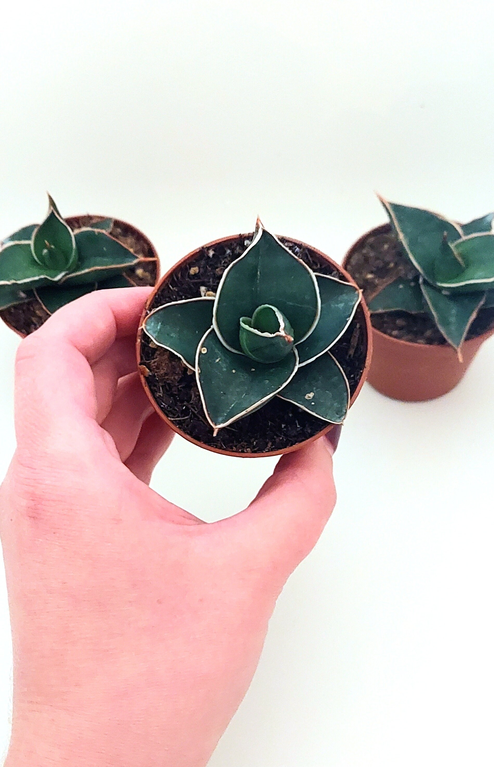 13+ Dwarf Snake Plant