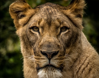 Lionne Stare Photography : portrait d'animaux des jardins du Busch (fichier numérique)