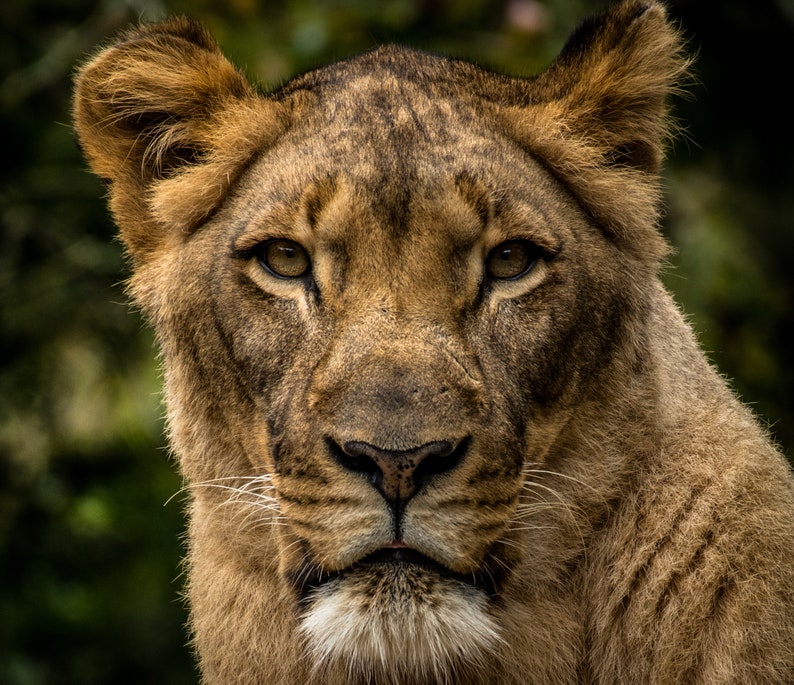 Female shops lion staredown, Busch Gardens Florida park, animal photography, dinner time