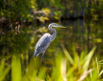 Blue Heron Canvas Print: Backyard Lake Bird Photography
