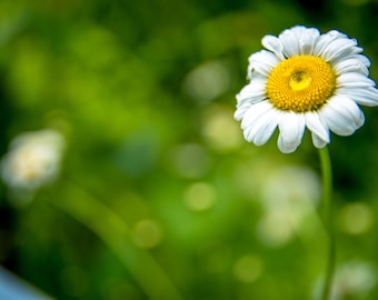 Photo de marguerite : gouttes de pluie, forêt de Virginie-Occidentale (fichier numérique)