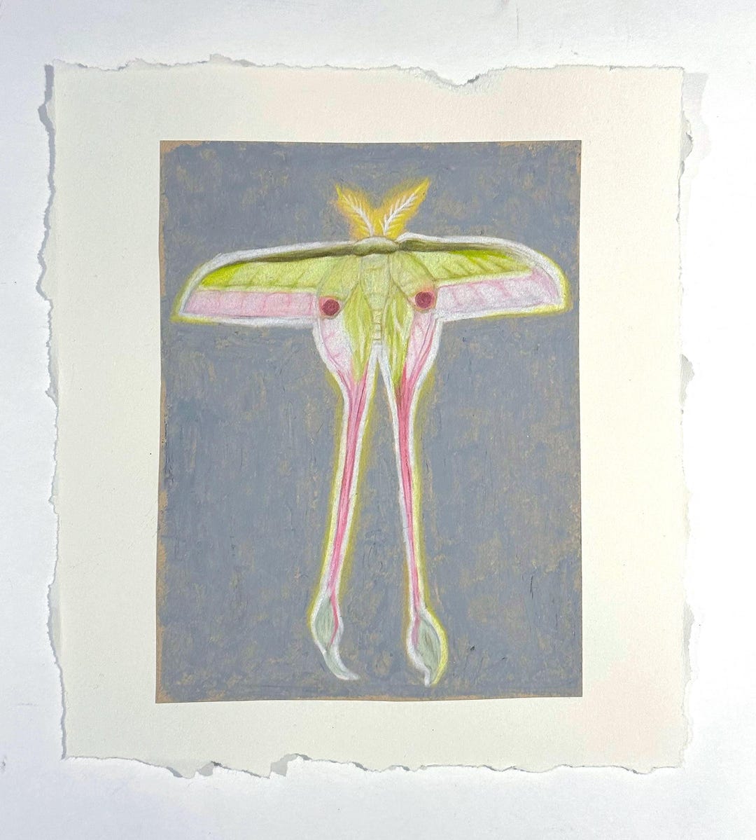 Orginal Luna Moth Drawing Small Pencil Crayon Night Illustration | 6.5 ...