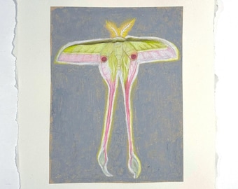 Orginal Luna Moth Drawing Small Pencil Crayon Night Illustration | 6.5” x 7.5”