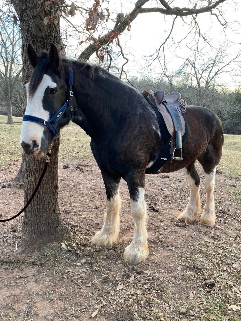 Australian Saddle Pad Etsy