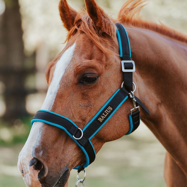 Turquoise Halter Padded Adjustable Super Soft Washable Durable Lightweight Horse Draft Donkey Foal Weanling Cob