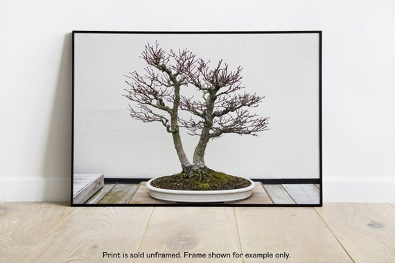 Double Bonsai, PA Prints, Arbor Photography, Fine Art Photography Prints,  Eyecandy Foto - Etsy