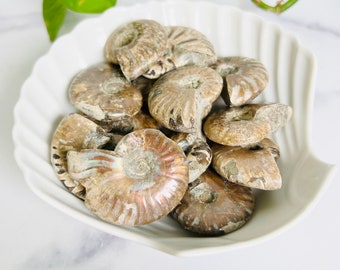 Fossilized Ammonite - Ancient Marine Fossil, Stability Stone