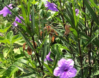 Mexican Petunia Plant – Ruellia – Purple Flowering Perennial – Heat Tolerant Butterfly Garden Plant