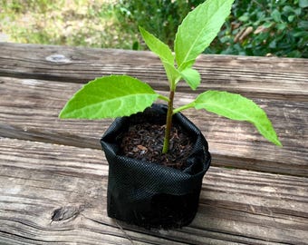Longevity Spinach - Established Plants! ORGANIC!