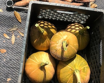 Heirloom Seminole Pumpkin Seeds