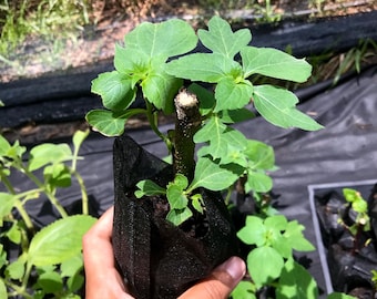 Mexican Sunflower Plants! - Tithonia Diversifolia