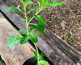 Creeping Porterweed Plant – Native To Florida – Blue Flowers – Butterfly & Pollinator Plant