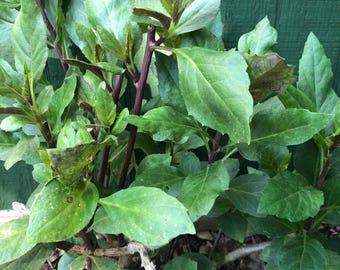 ORGANIC! Okinowa Spinach Plants or Cuttings