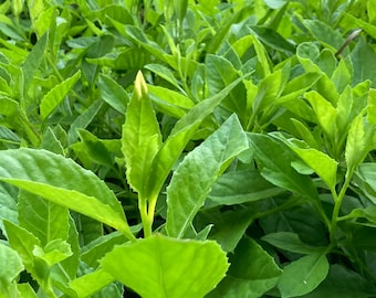 ORGANIC! Longevity Spinach - Unrooted Cuttings - or - Established Plants!