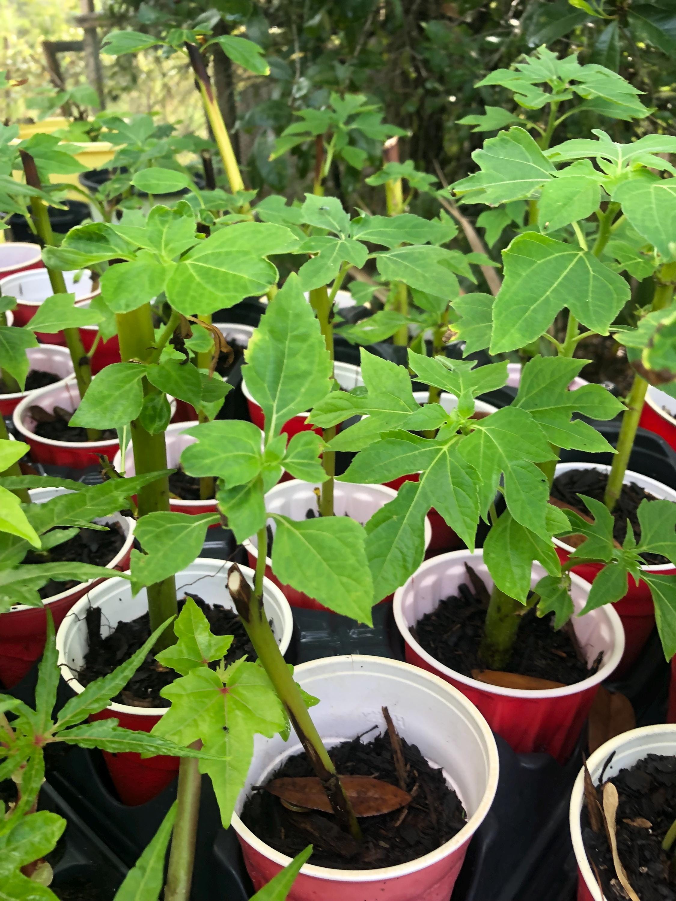 Mexican Sunflower Cuttings - Tithonia Diversifolia