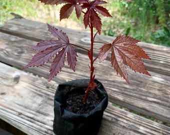 ORGANIC! Cranberry Hibiscus w/ Roots Or Cuttings!