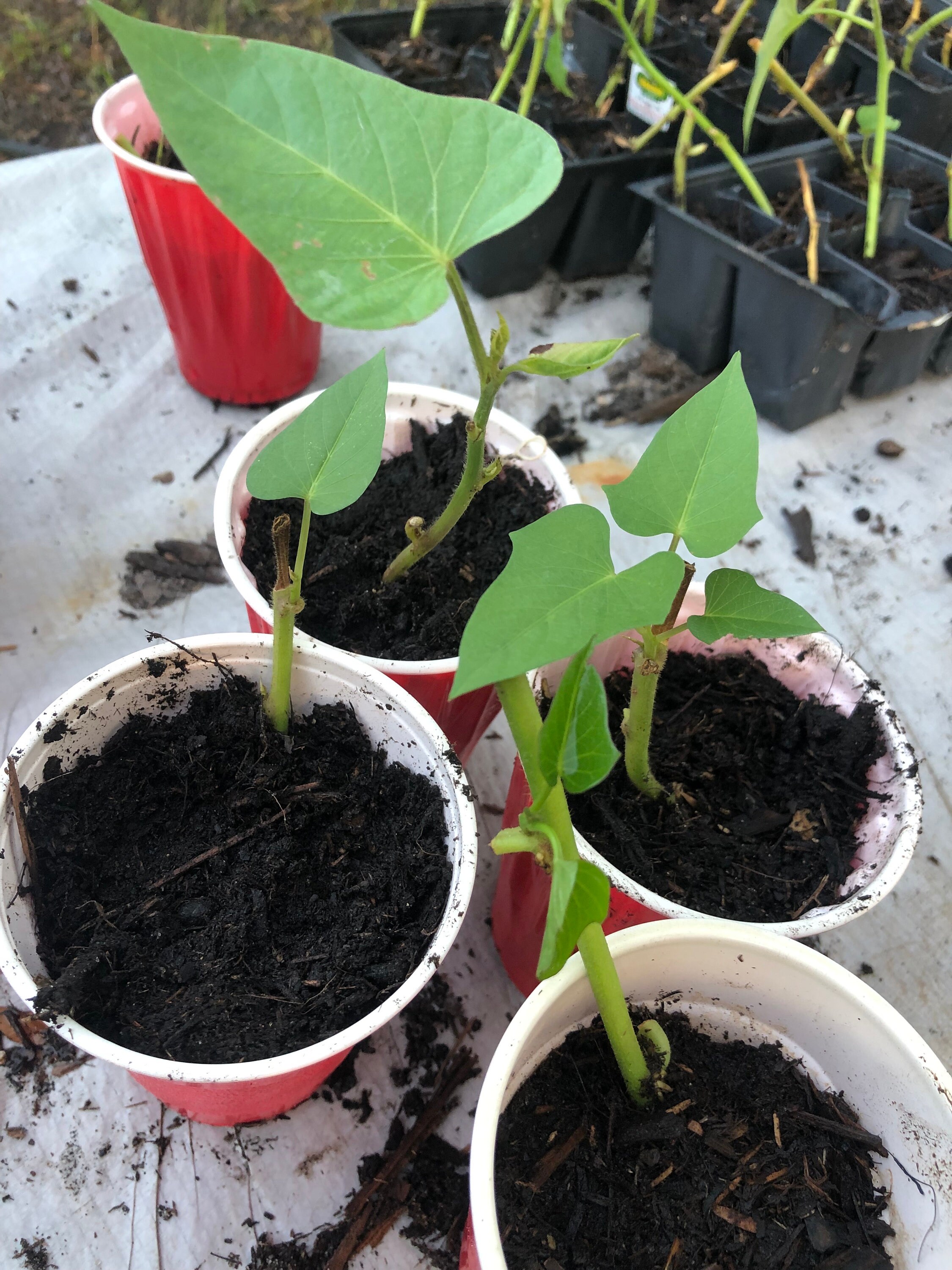 Purple Sweet Potato Plants!! W/ Healthy Roots!!