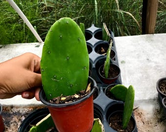 Thornless Prickly Pear Cactus – Spineless Opuntia – Live Edible Cactus – Fruit & Nopales Plant