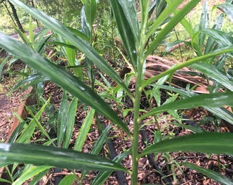Ginger Plants! - Grow Your Own Herbal Tea!