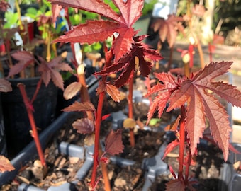 ORGANIC! Cranberry Hibiscus w/ Roots Or Cuttings!