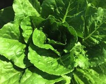 Heirloom - Parris Island Lettuce Seeds!! - Fast Growing Variety!