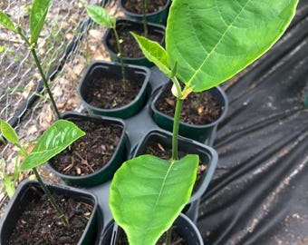 Jackfruit Seedling – Live Jackfruit Tree – Tropical Fruit Plant– Fast-Growing Edible Tree