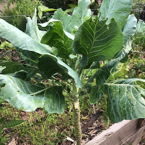 Collards Seeds! (Georgia Southern Variety)