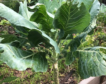 Collards Seeds! (Georgia Southern Variety)