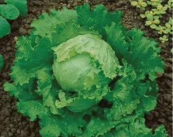 Heirloom - Iceberg Lettuce Seeds!! - Easy to Grow Variety!