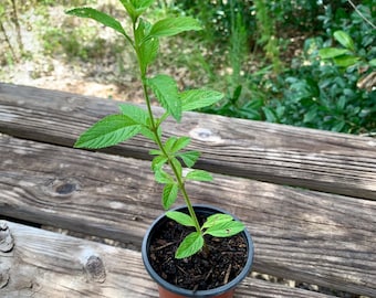 Lemon Verbena/ Lippia alba (Bushy Verbena)