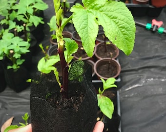 Roselle Hibiscus Plant / Sorrel  – Edible Hibiscus for Tea, Jam & Fresh Harvest – Heat-Tolerant